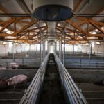 Importanța ventilării corecte în halele agricole