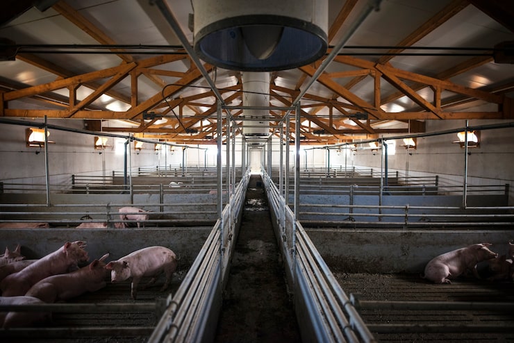 Importanța ventilării corecte în halele agricole